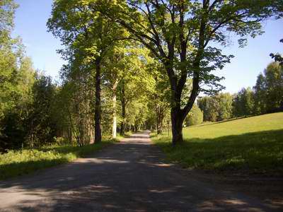 Bergahorn-Allee bei Debrnik